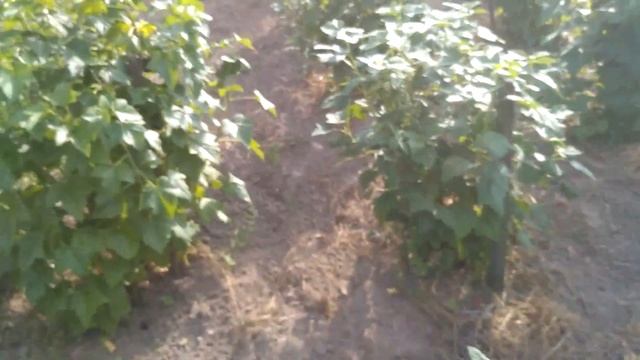 Смородина чёрная 6-10-91 и Литвиновская. Обзор. смотреть онлайн