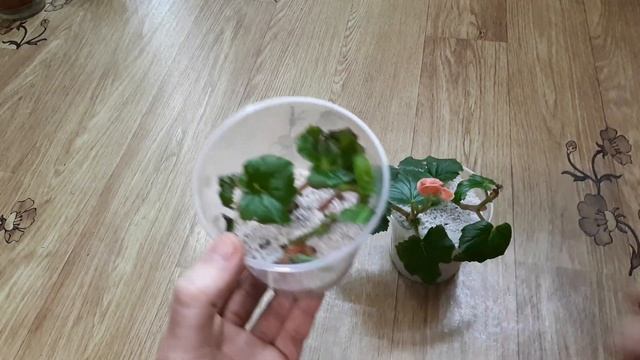 Бегония Элатиор: размножение черенком + эксперимент смотреть онлайн