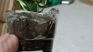 ФИКУС. 6 разных сортов. Получил посылку из Москвы.