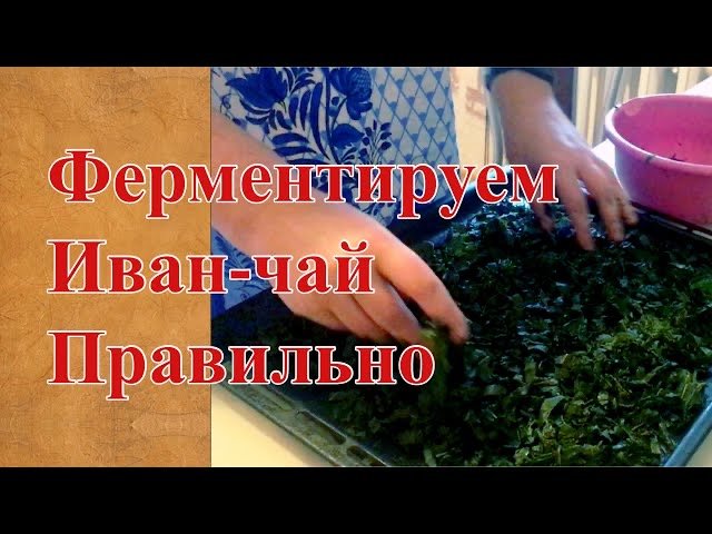 ИВАН-ЧАЙ КОПОРСКИЙ ЧАЙ. Ферментация и сушка в домашних условиях