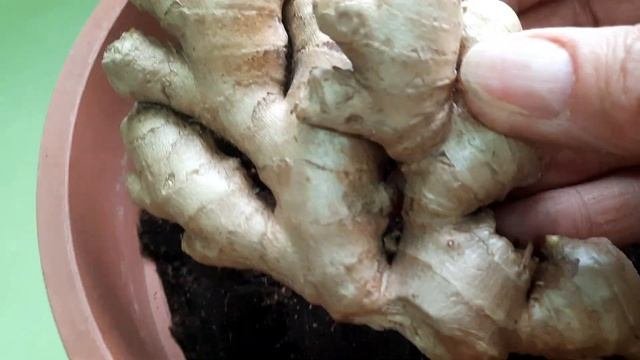 ИМБИРЬ на подоконнике.Выращивание имбиря из магазинного корня.Посадка.СТИХиЯ