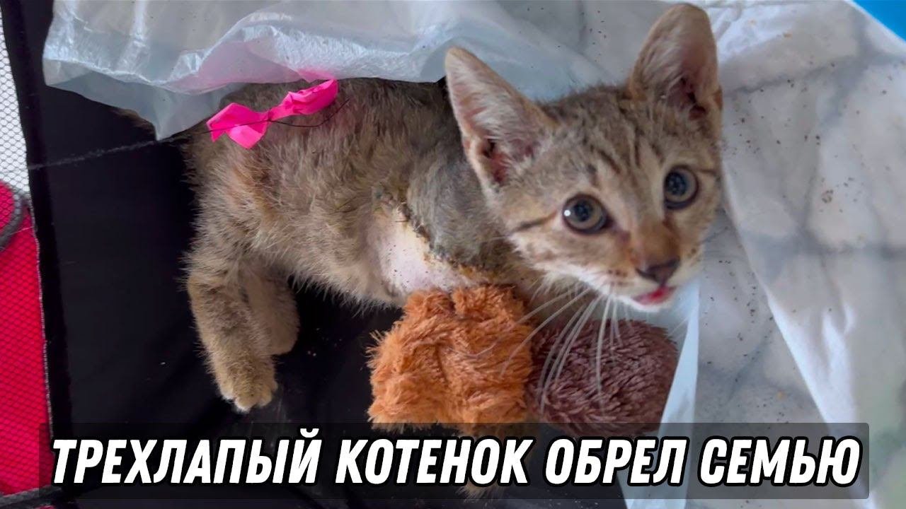 Трехлапый котенок обрел семью! Спасение котенка без лапы!