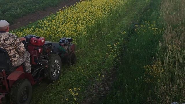 мульчирование горчицы 2021. смотреть онлайн