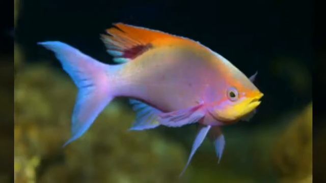 Какое тебе подходит животное по знаку зодиака♈♉♊♋♌♍♎♏♐♑♒♓⛎ смотреть онлайн