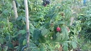 Ремонтантная малина " Брянское диво" в Ленинградской области.