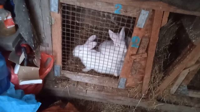 крольчиха окролилась... обзор кроликов!!! смотреть онлайн