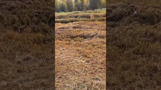 Сургут смотреть онлайн