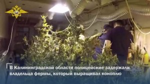 В Калининградской области полицейские задержали владельца фермы, который выращивал коноплю