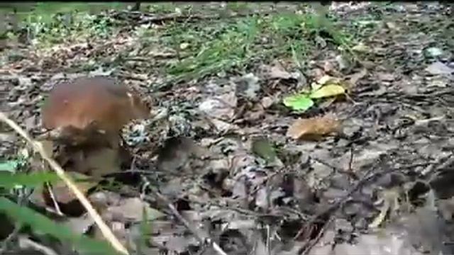 Гриб Грибочек 2012г. 1-я ч. смотреть онлайн