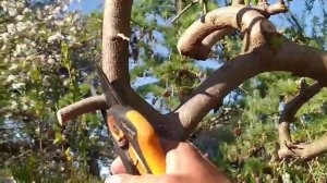 Как правильно оставить почки на деревьях