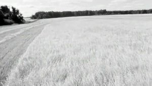 1968 год. Тюменская область. Уборка зерновых