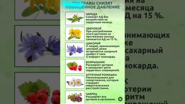 Народные средства при повышеном АД смотреть онлайн