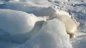 Милый детеныш нерпы