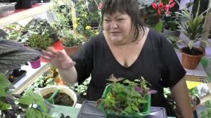 курс о колеусах от А до Я от Адель, часть 6