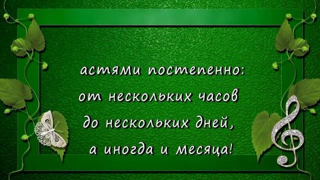 Процесс отхождения слизистой пробки перед родами!