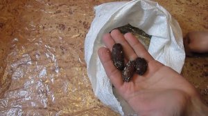 Горький дикий миндаль - получил посылку