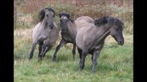 САМЫЕ ДОРОГИЕ ПОРОДЫ ЛОШАДЕЙ  ТОП 5