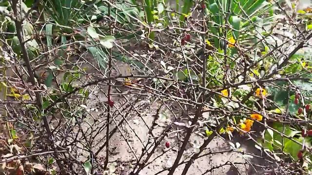 Гуляем,тепло....Собака узнала собаку! смотреть онлайн