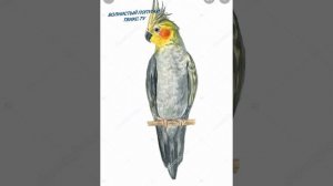 попугай корелла? урок второй учим петь??cockatiel parrot? second lesson we learn to sing????❤️