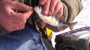 Уроки по ловле окуня зимой!