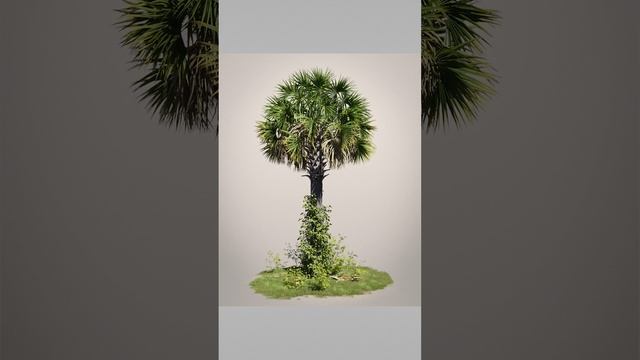 Sabal Palm - Small 3D Environment