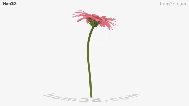 Gerbera Pink 3D model by Hum3D.com смотреть онлайн