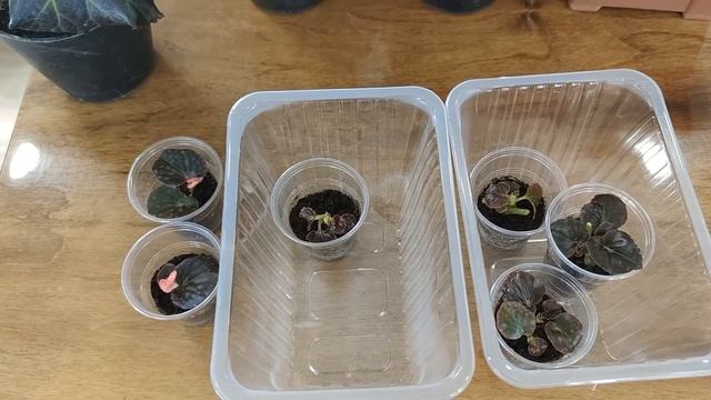 БЕГОНИЯ. НОВОСТИ. смотреть онлайн