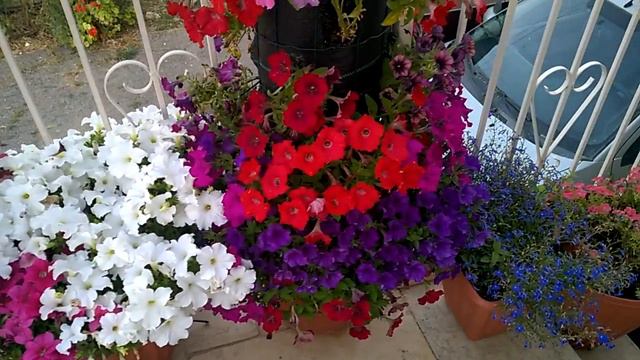 Petunia tower смотреть онлайн