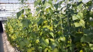 Фасоль в теплице  уже собираю урожай