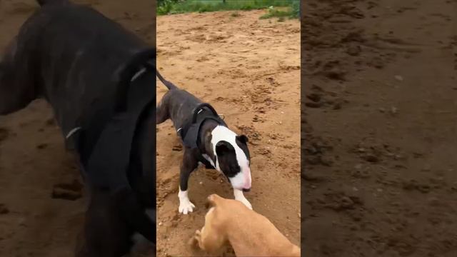 Бультерьер Зевс!!!😍 #bullterrier #staffy #dogs #funnydogs #cutedogs #бультерьер #dog #puppy