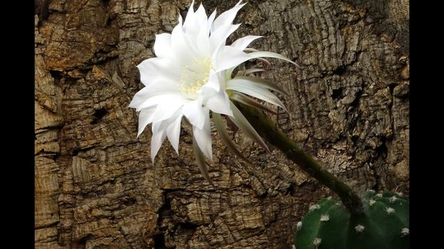 Echinopsis subdenudata - Timelaps
