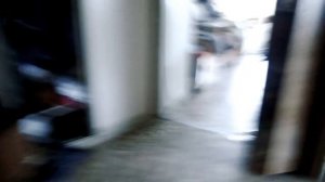 Как вызвать египетского кота