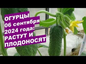 Огурцы Арктика 06 сентября 2024 растут и плодоносятCucumbers 06 September 2024 grow and bear fruit