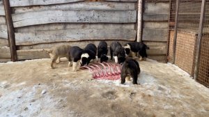 Щенки от Мартына(Алабай 62,Корлюков)и двух наших сук.БУЛЬДОЗЕРА линия.САО/алабай.РКФ/FCI+7915778778