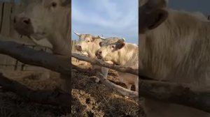 Шароле быки