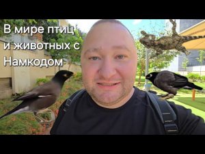 В Мире Птиц, Животных и Растений! Птичка и Пенопласт, Ящерица и Странные плоды. Намкод Жизнь Израиль