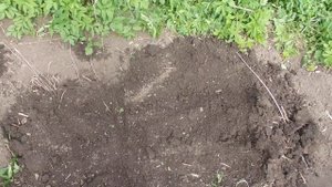 Делаю Тёплую Грядку для посадки Бутылочной Тыквы.