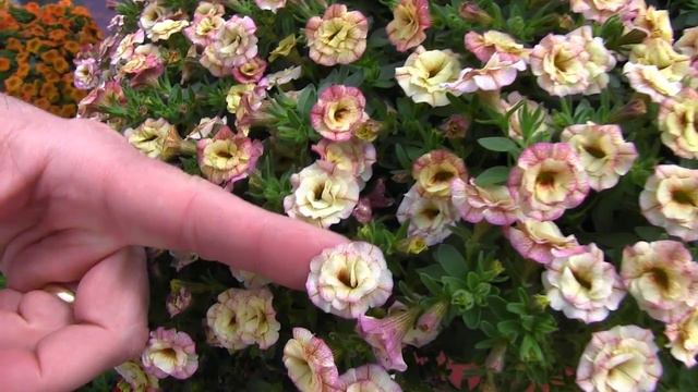 2012 Spring Trials: Selecta First Class смотреть онлайн