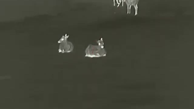 TERMOWIZOR FINDER FL25R смотреть онлайн