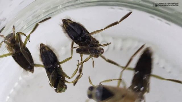 Гладыш. Водяная пчела (водяная оса) среди клопов в природе и аквариуме // Clever Cricket
