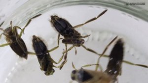Гладыш. Водяная пчела (водяная оса) среди клопов в природе и аквариуме // Clever Cricket