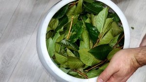 солим арбузы на зиму в бочке/ мочёные арбузы в пластиковой бочке #арбуз #соления #бочка