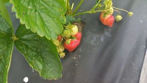 Элиане. Очень ароматная и вкусная клубника.