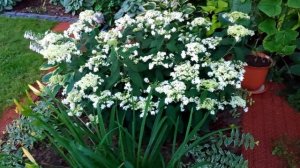 Гортензия древовидная (лат. Hydrangea arborescens) "Hayes Starburst"