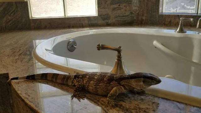 White Throat "Groot" grew 2 inches in 30 days! смотреть онлайн