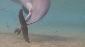 Как рождается дельфин?