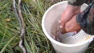 Рыбалка в Ленинской пойме