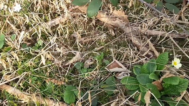 Nel bosco che si risveglia, ecco fioriture di ogni tipo 🤩🌸🌺 смотреть онлайн