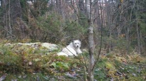 Моя Карелия. путешествие. природа.