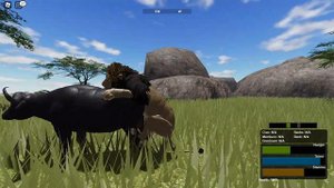Male Lion hunting buffalo (WILD SAVANNA ROBLOX)